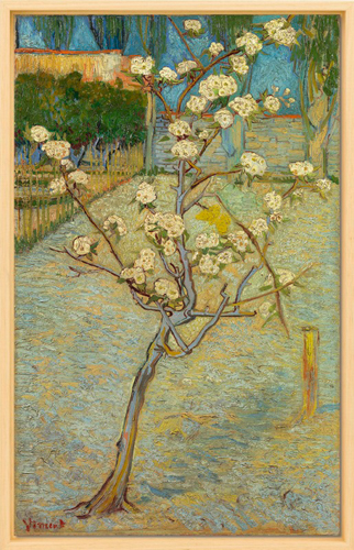 Small Pear Tree in Blossom